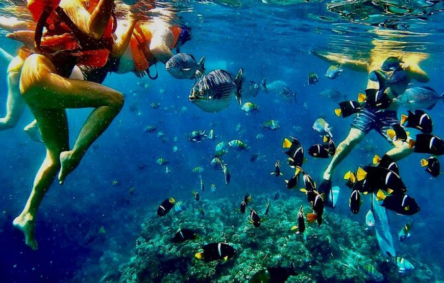 Snorkel Expedition