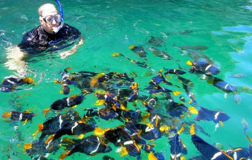 Snorkel Expedition