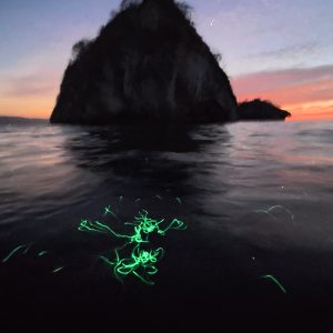 Bioluminescence Night