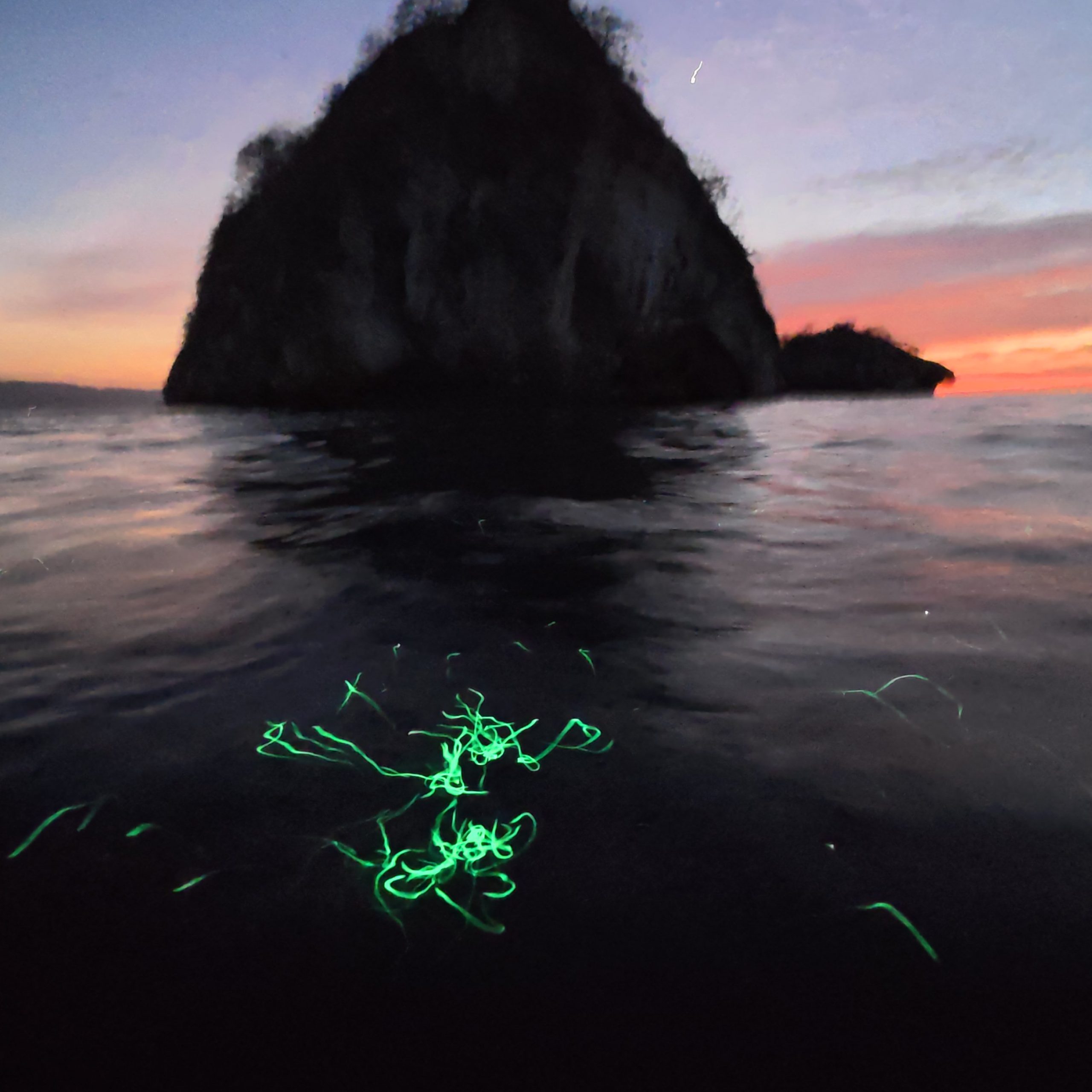 Bioluminescence Night