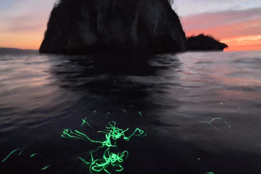 Bioluminescence tour at sunset in Banderas Bay, Puerto Vallarta